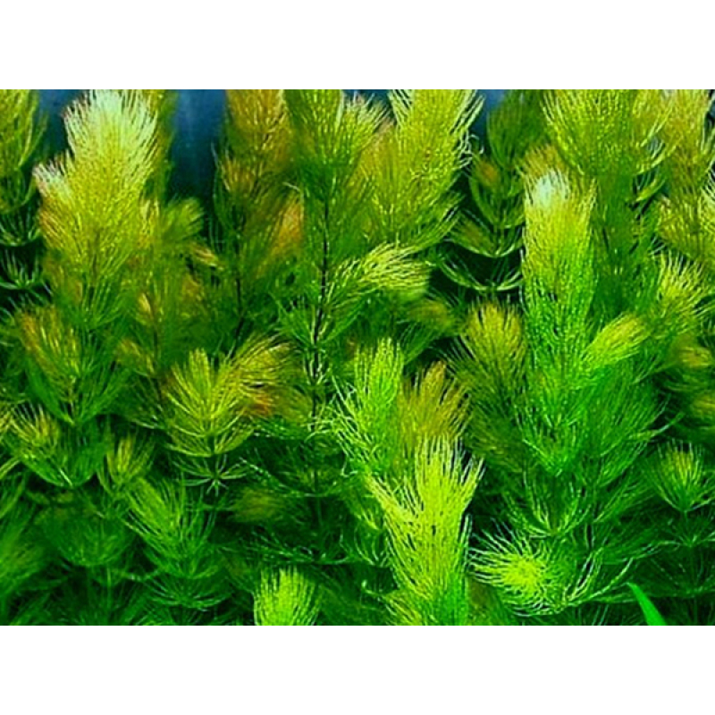 6x Ceratophyllum Demersum